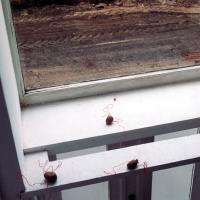 Aufstand der Kartoffeln (Potato Rebellion) & S-Objekt